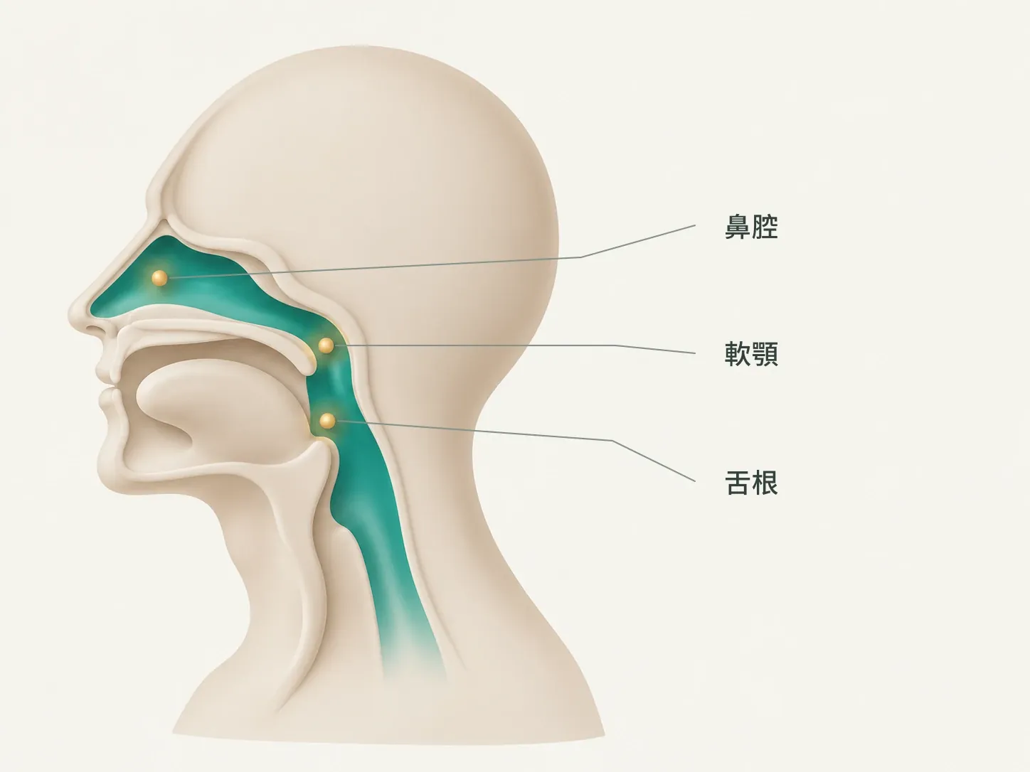 示意圖:打呼可能卡住的三個位置——鼻腔、軟顎、舌根